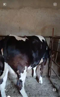 گوساله سیمنتال ماده گوشتی