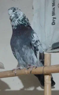 کبوتر اس