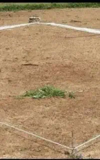 تور پرتابی پرنده
