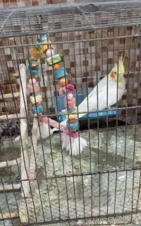 عروس هلندی نر و ماده
