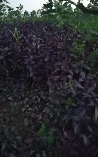 دنبال کار نگهبانی هستم