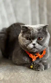 حیوان خانگی