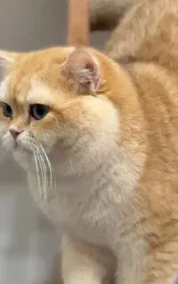 نگه داری از گربه به مدت ۶ ماه