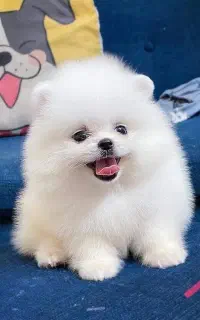 توله های جذاب