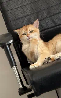 گربه ماده بیریتیش گلد برای جفت گیری