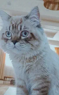 گربه اسکاتیش