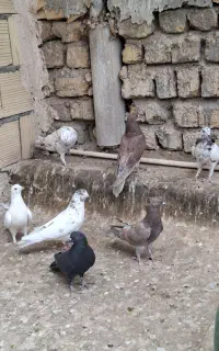 کفتر کبوتر گرفتنی بلندی