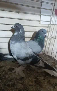 کبوتر ترکیه