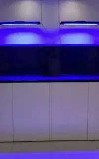 ساخت اکواریوم های ریملس اب شور و شیرین