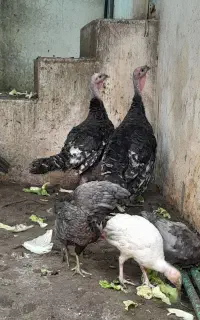 بوقلمون ۴ماهه و ۲ و نیم  ماهه