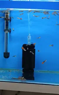 آکواریوم،وسایل آکواریوم