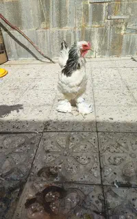 مرغ و خروس