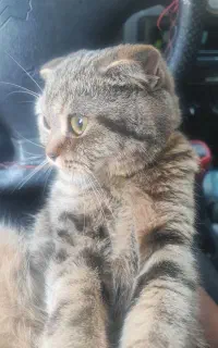 گربه اسکاتیش خشگل آروم