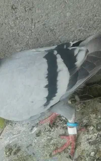 کبوتر پرشی کفتر