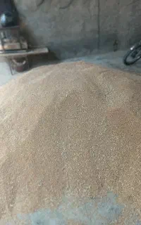 گندم ابی