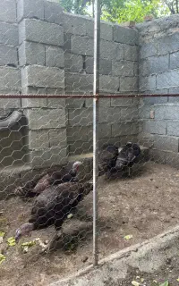 بو قلمون تخم گذار
