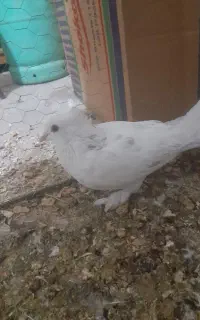 کاکلی