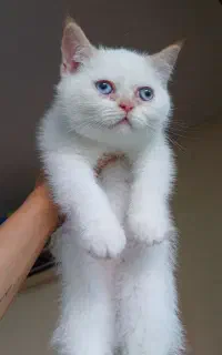 گربه پرشین ماده