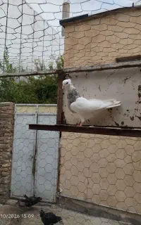 کبوتر طوقی دره شهر