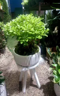 گلهای آپارتمانی