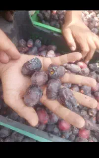 خرما می‌خوام