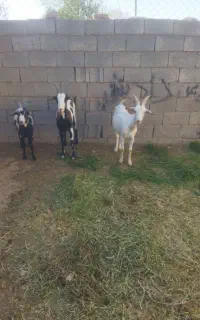 بز سانان