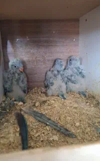 فروش جفت راهب ابی مولد