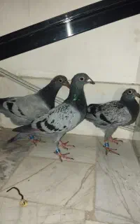 جوجه دوبر