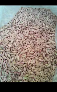 300کیلو گندم بذر