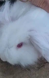 خرگوش لوپ آلبینو