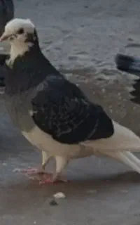 باخت خورده طرف چهاراپشتکو