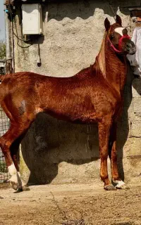 اسب نریان عرب