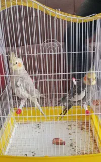 یک جفت عروس هلندی مولد دستی