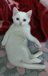 گربه