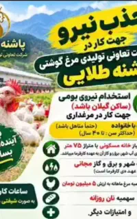 استخدام کارگرمرغداری