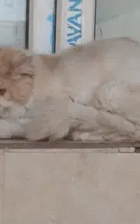 گربه خانگی شناسنامه دارمعاوضه باتوله سگ