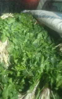 کارده تازه گرمسیری دسته ی45