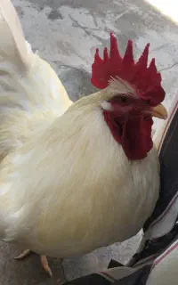 یک عدد خروس سفید جوان محلی