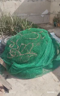 جل میگویی جاز