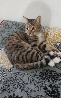 بچه گربه‌