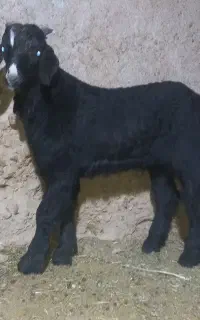 یک راس کهره نر چاق درجه یک لی برنجی