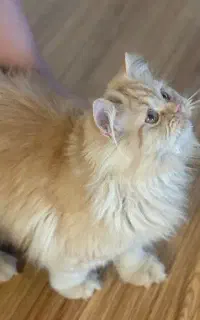 گربه کوچولو