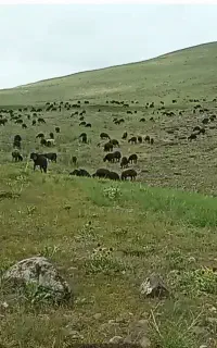 چوپانی