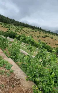 کار در مزرعه