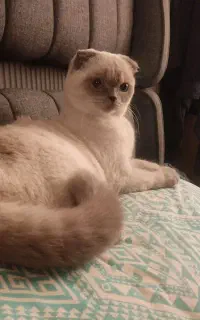 گربه اسکاتلیش ماده