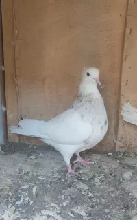 کفتر طوقی سرور