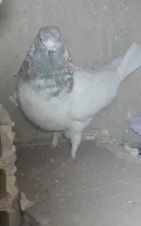 کبوتر