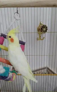گمشده