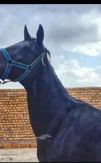 اسب