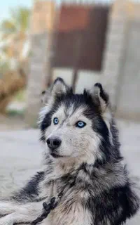 سگ هاسکی